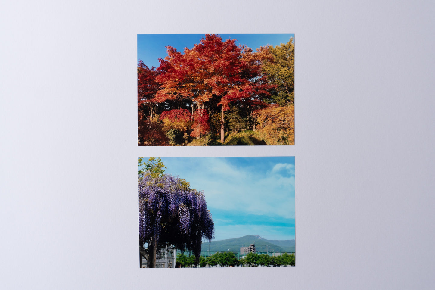 写真プリント(アルバムご購入の方限定)